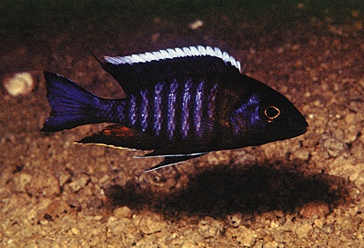 Aulonocara sp. 'yellow collar' Tsano Rock